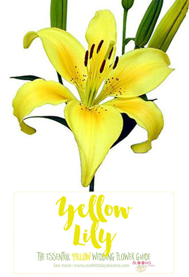 Names and Types of Yellow Wedding Flowers with Pics + Flower Tips