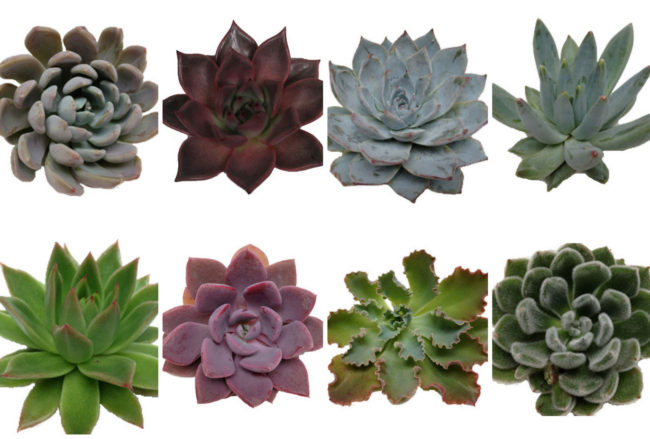 Wedding Flower Guide: Succulent Dictionary