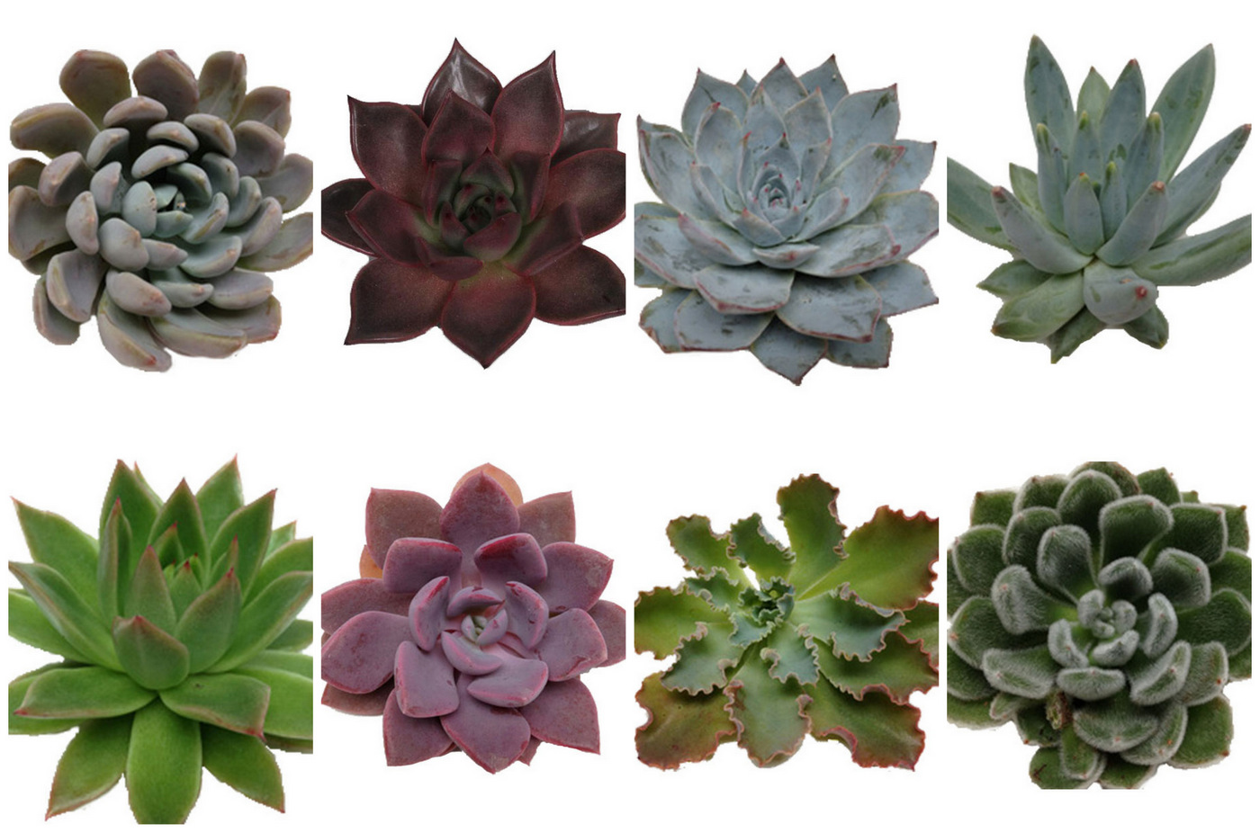 Wedding Flower Guide: Succulent Dictionary