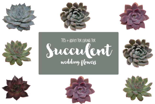 Wedding Succulent Care + Tips