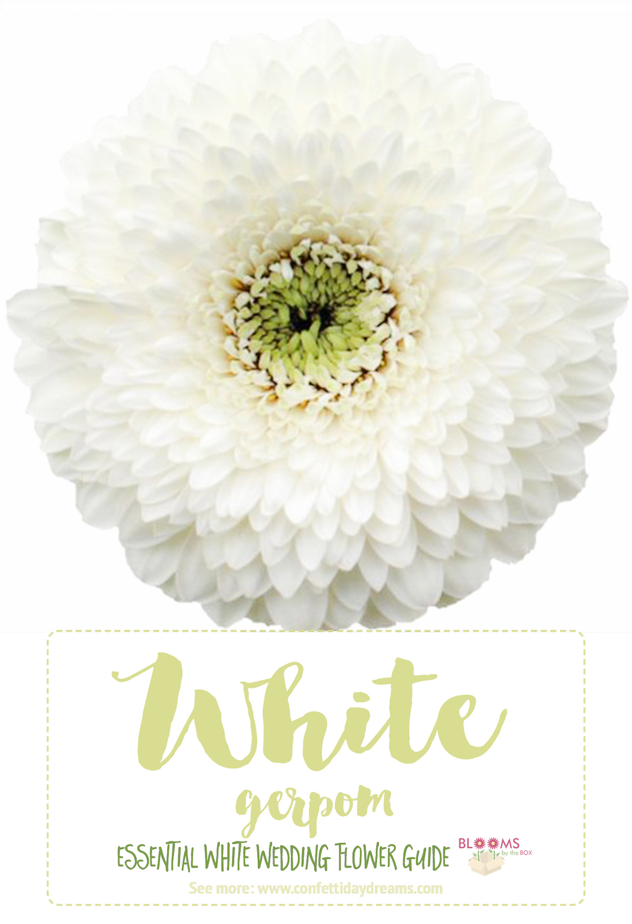 Types of white flowers gerpom