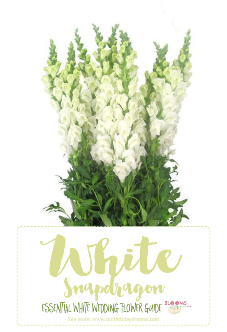 White Wedding Flowers Guide Types of White Flowers, Names + Pics