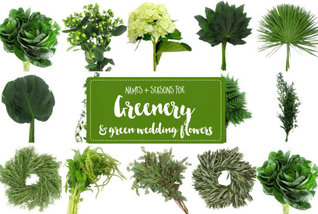 Greenery for Weddings + Green Wedding Flower Names