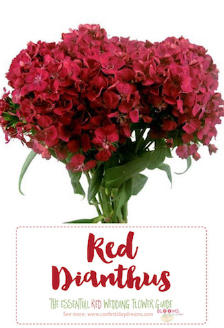 Names and Types of Red Wedding Flowers with Seasons + Pics